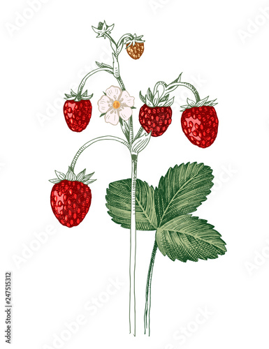 Hand drawn wild strawberry