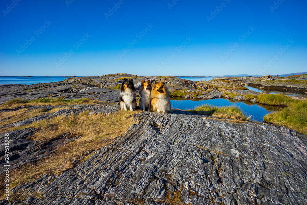 Urlaub mit Hund in Norwegen - obrazy, fototapety, plakaty 