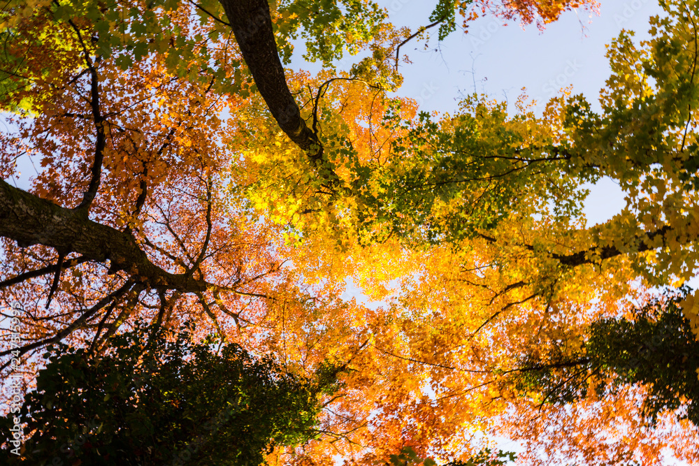 Vibrant autumn colors on a sunny day in the forest