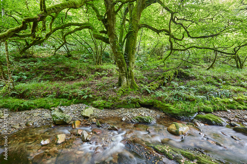 Green forest and stream in Muniellos biosphere reserve, Asturias photo