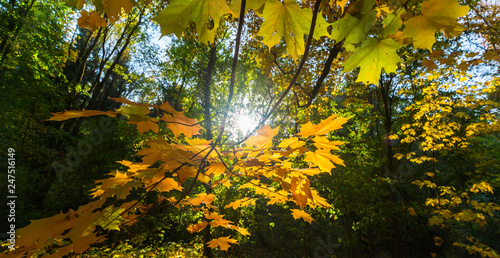 Vibrant autumn colors on a sunny day in the forest