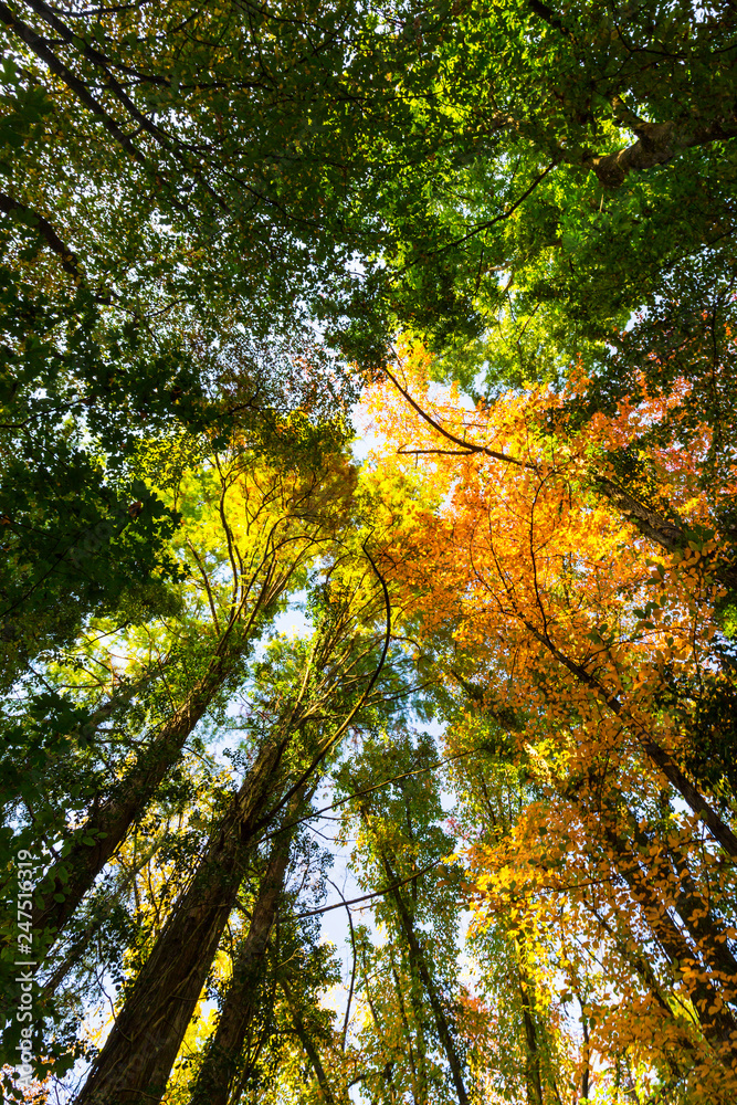 Obraz premium Vibrant autumn colors on a sunny day in the forest