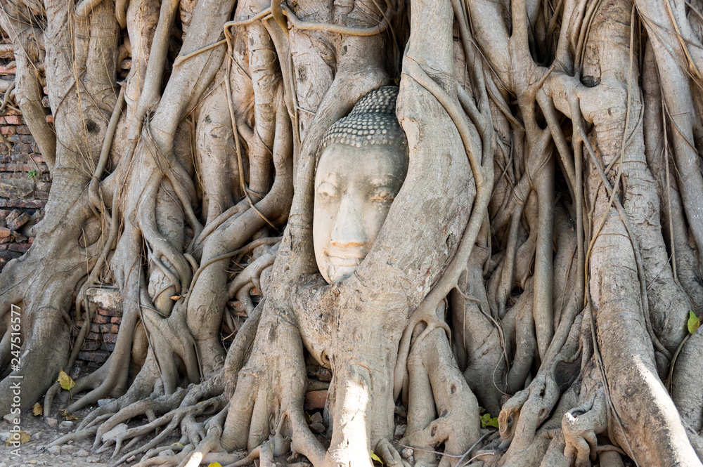 A stone head of Buddha in Wat Prha Mahathat Temple A stone head of Buddha in Wat Prha Mahathat Temple