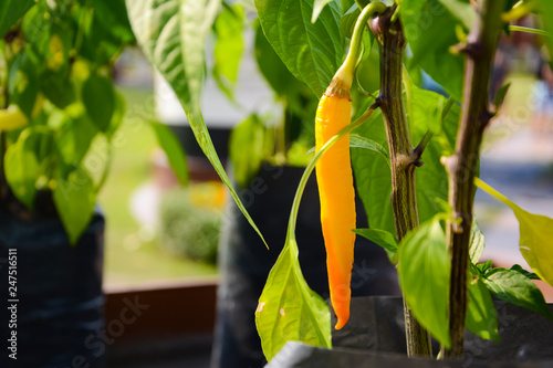 Yellow Chilli or Chilli peppers or SOLANACEAE or Capsicum annuum L. were planted on the ground.  It is a type of chilli whice has green lanceolate leaf photo