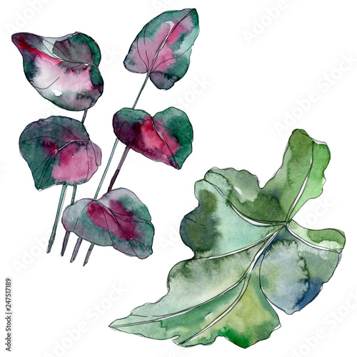Green leaf. Exotic tropical hawaiian summer. Watercolor background illustrati...