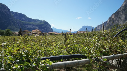ROVERE' DELLA LUNA - PIANA ROTALIANA - TRENTINO
