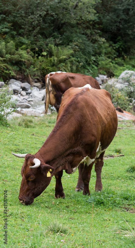 Milk cow on pasture