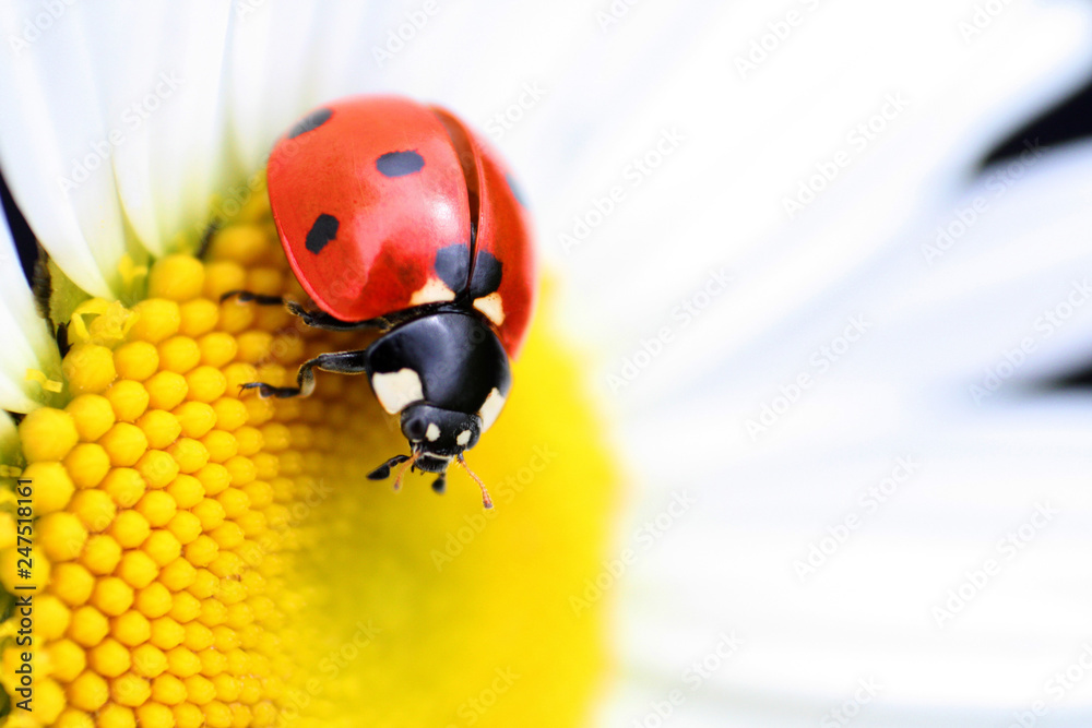 Obraz premium Close-up of a ladybug on a chamomile
