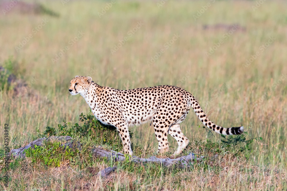 Obraz premium Watchful Cheetah in the savanna