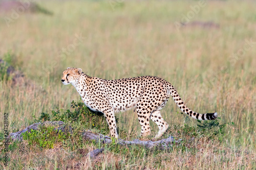 Watchful Cheetah in the savanna