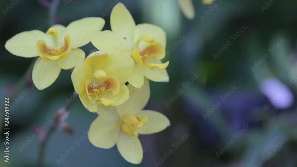 Orchid flower in orchid garden at winter or spring day for postcard beauty and agriculture idea concept design. Orchid flower in orchid garden at winter or spring day for postcard beauty and agriculture idea concept design.