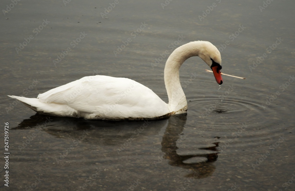 Fototapeta premium cygne