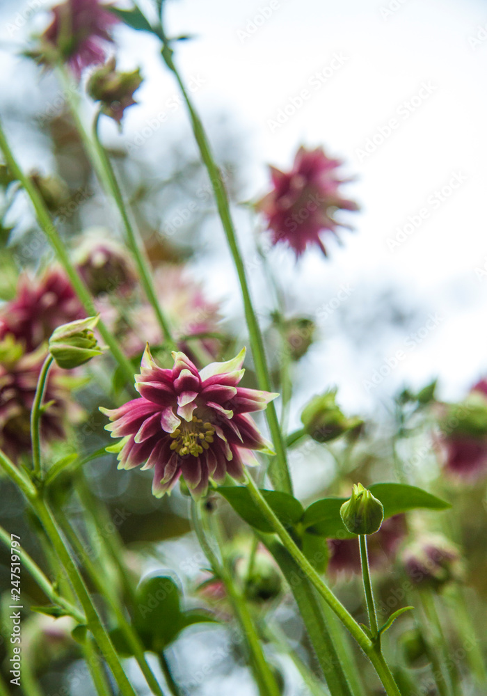 pink aquilegia terry flower on a blurred bokeh green background pink aquilegia terry flower on a blurred bokeh green background