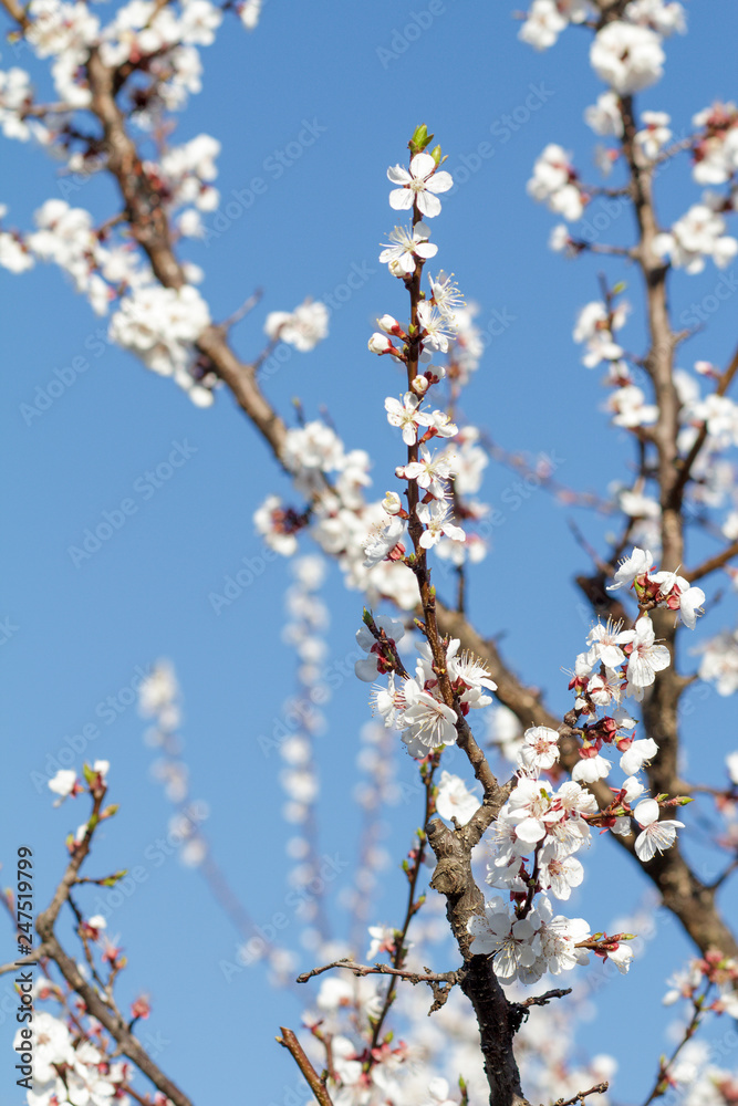 Branches of apricot tree in the period of spring flowering.