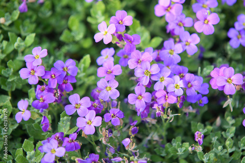 close up on blue flowers background