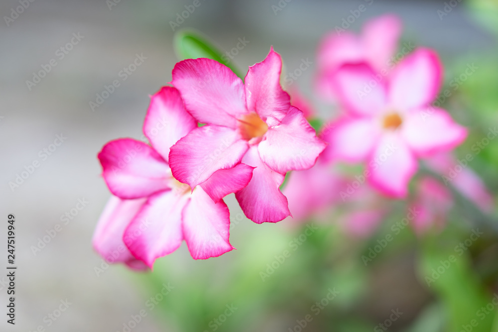 Impala Lily, Adenium multiflorum, Pink azalea flowers in garden Impala Lily, Adenium multiflorum, Pink azalea flowers in garden