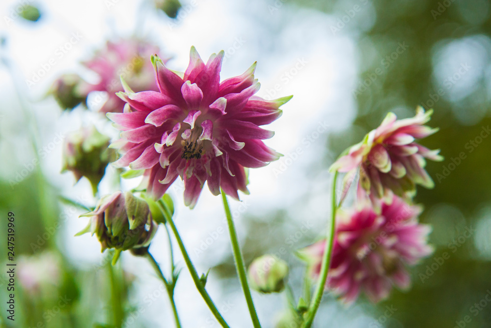 pink aquilegia terry flower on a blurred bokeh green background pink aquilegia terry flower on a blurred bokeh green background