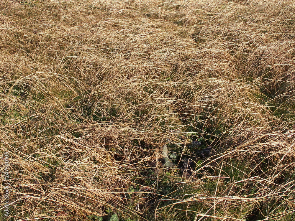 Fototapeta premium 冬の土手の枯れ草