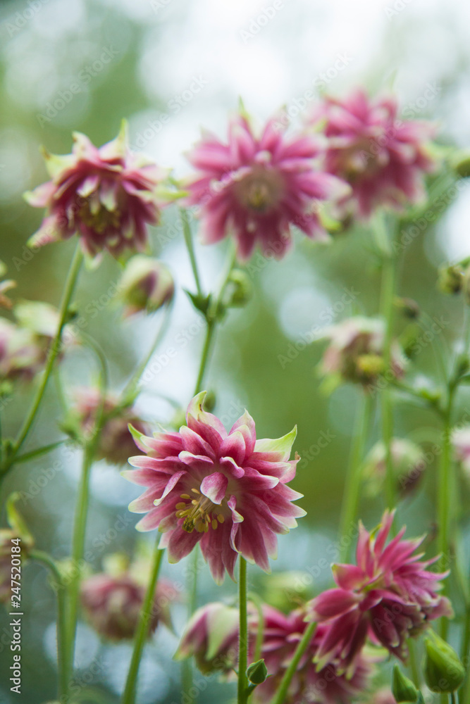 pink aquilegia terry flower on a blurred bokeh green background pink aquilegia terry flower on a blurred bokeh green background