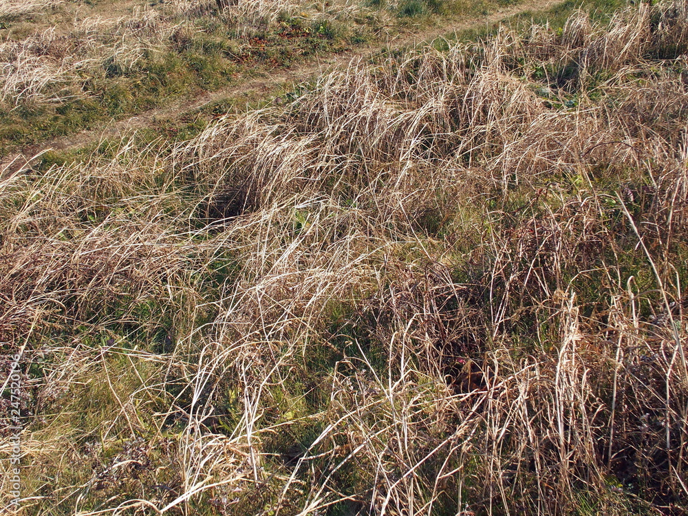 Fototapeta premium 冬の土手の枯れ草