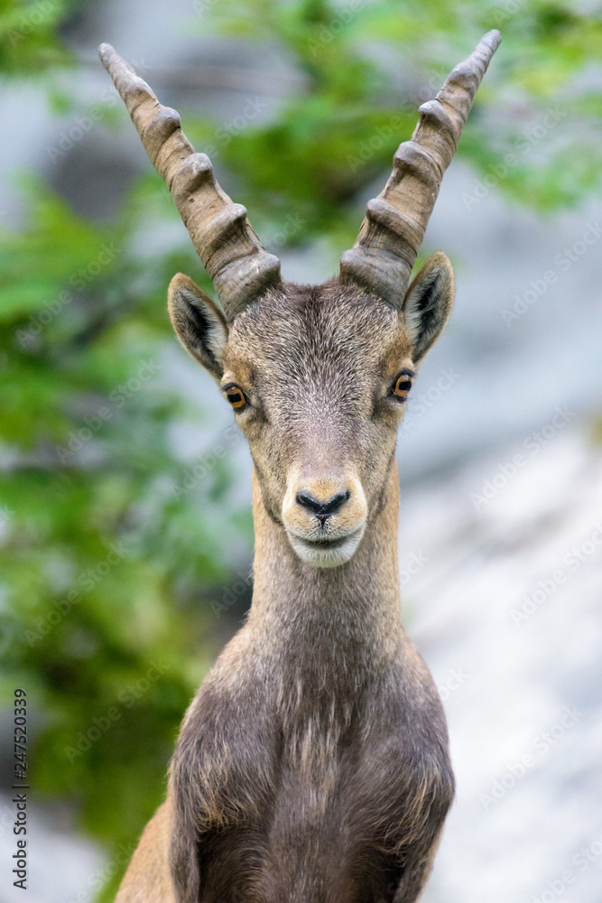 Neugieriges Steinbock Kitz vor Felswand - frontale Aufnahme