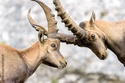 Zwei Steinbock Kitze kämpfen mit ihren Hörnern