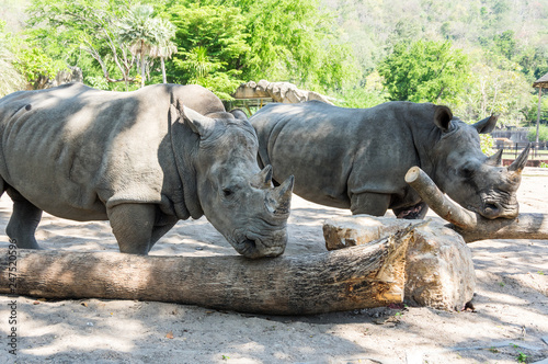 View of rhinoceros