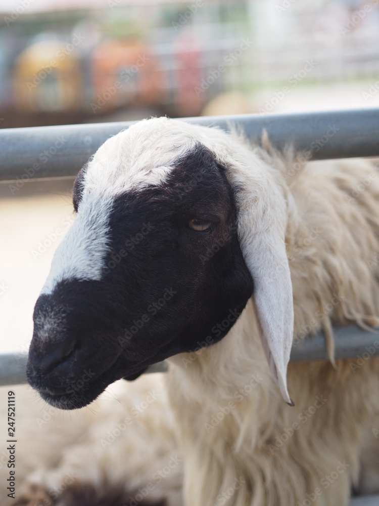 Naklejka premium sheep The face is black farm animals