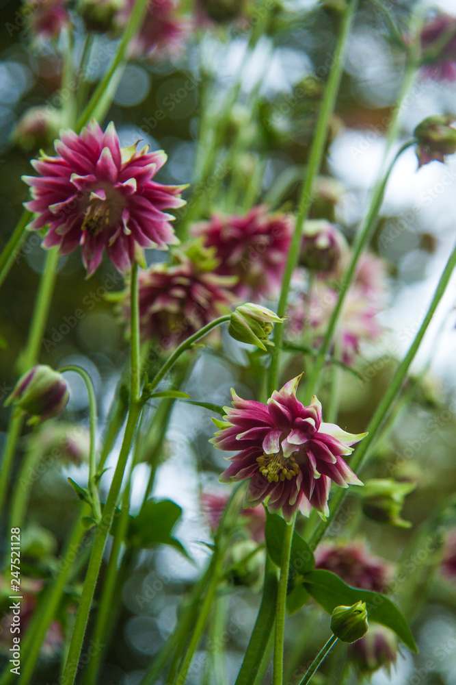pink aquilegia terry flower on a blurred bokeh green background pink aquilegia terry flower on a blurred bokeh green background
