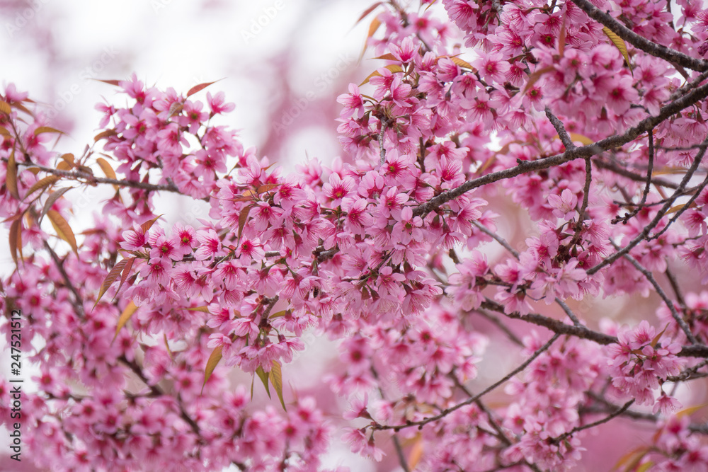 Cherry blossom branch in spring season. Cherry blossom branch in spring season.