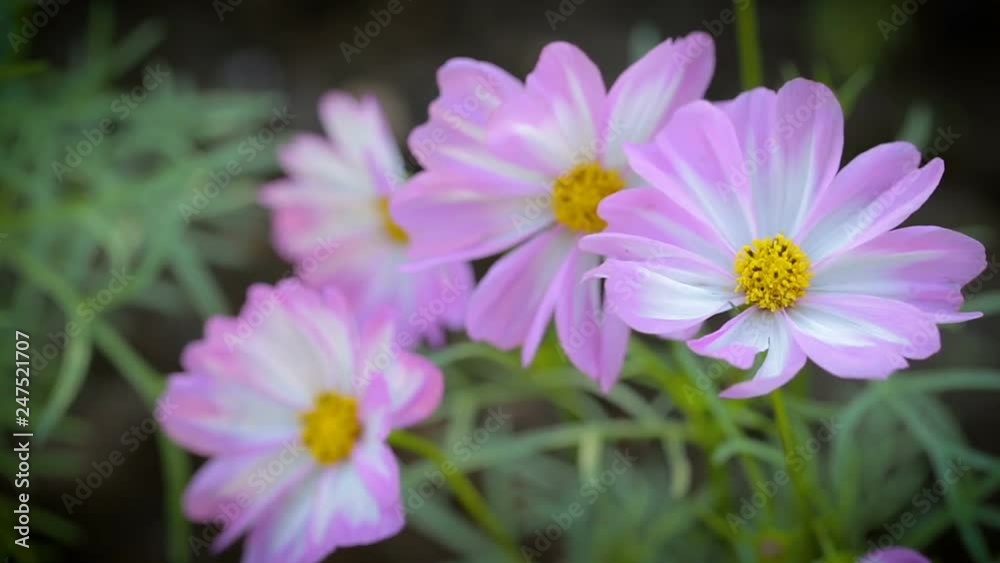 Cosmos flower in garden at winter or spring day for beauty and agriculture concept design. Cosmos flower in garden at winter or spring day for beauty and agriculture concept design.