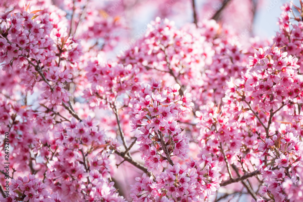Japanese cherry blossom flowers