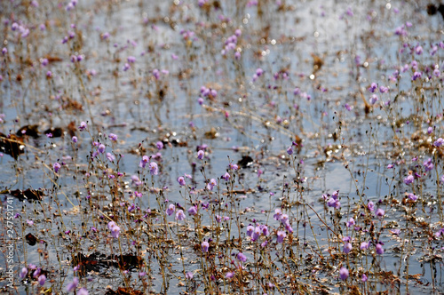 golden bladderwort or Utricularia aurea at Lake Thale Noi Waterfowl Reserve, Khuan Khanun, Thailand photo