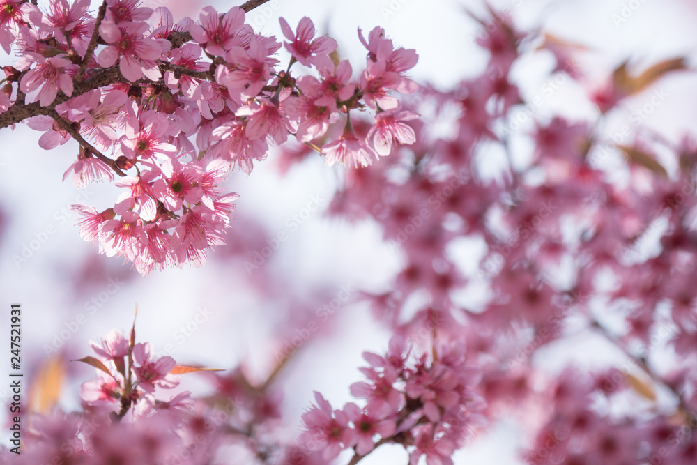 Beautiful sakura cherry blossom branch in spring Beautiful sakura cherry blossom branch in spring