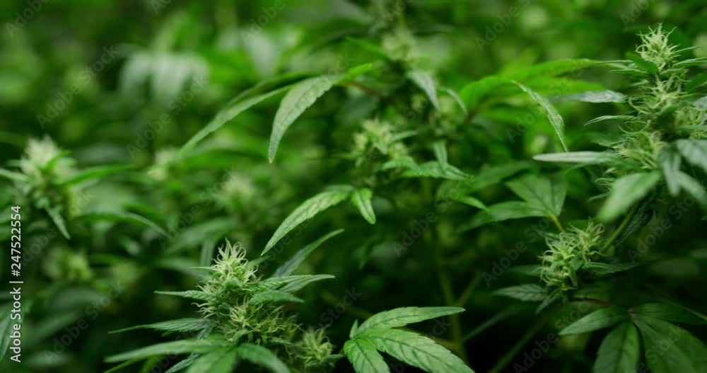 Slow motion close up of biological and ecological hemp plants in a greenhouse. Shot in 8K. Concept of herbal alternative medicine, cbd oil, pharmaceptical industry Slow motion close up of biological and ecological hemp plants in a greenhouse. Shot in 8K. Concept of herbal alternative medicine, cbd oil, pharmaceptical industry