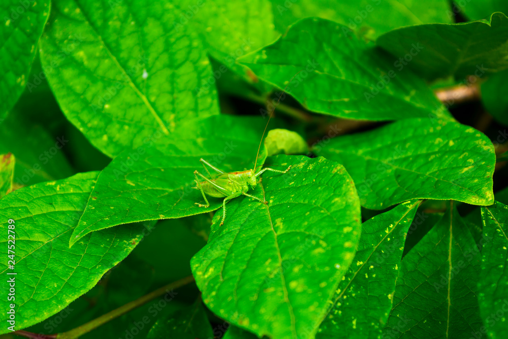 Grasshopper on a green leaf and against the backdrop of green. selective focus. Grasshopper on a green leaf and against the backdrop of green. selective focus.