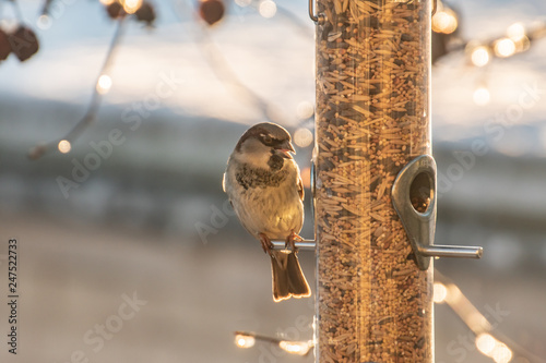 Backlit sparrow at the birdfeeder on a sunny morning
