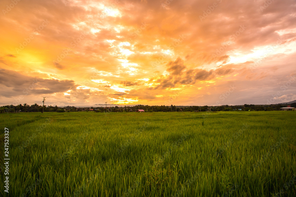 Landscape view of rice field with clouds and sky at sunset