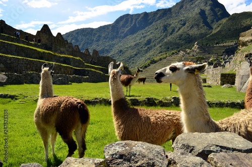 Llamas at Machu Picchu Peru