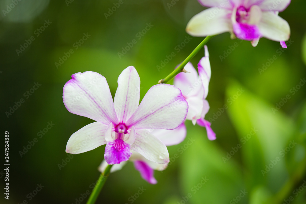 Orchid flower in garden at spring season. Blooming flower in the morning light Orchid flower in garden at spring season. Blooming flower in the morning light