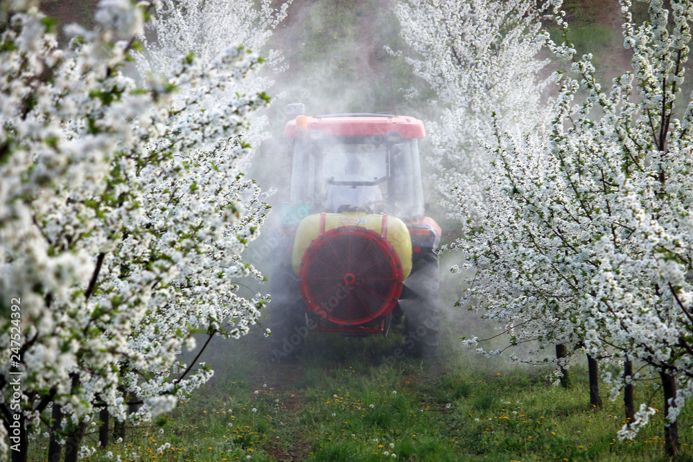 Fototapeta premium tractor sprays insecticide in cherry orchard farming
