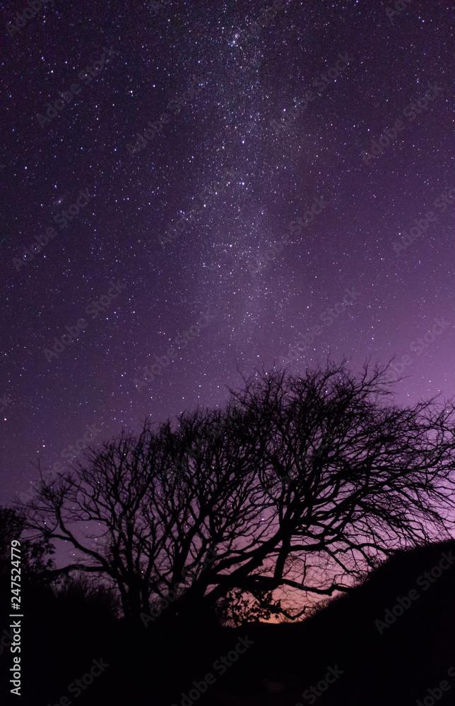 tree and Stars tree and Stars