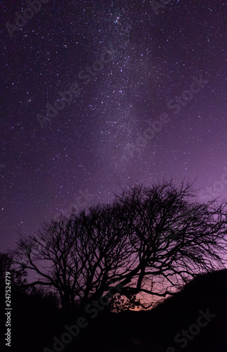 tree and Stars