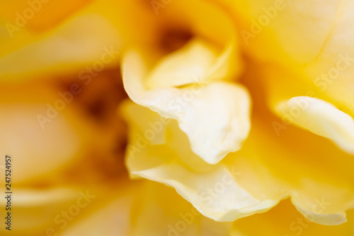 rose flower closeup abstract background