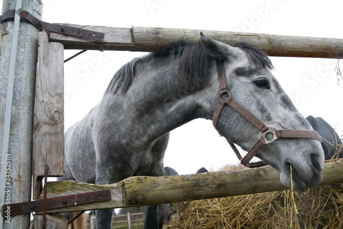 Grey horse near a big haystack