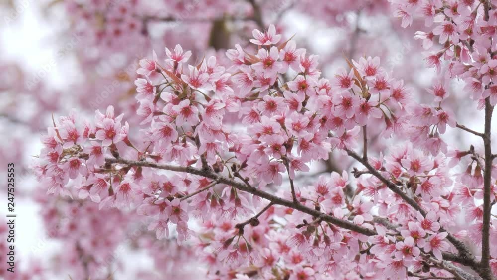Cherry flowers on a tree branch in springtime. Cherry flowers on a tree branch in springtime.