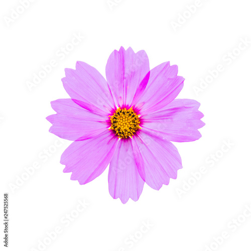 Pink cosmos flower isolated on white background with clipping path
