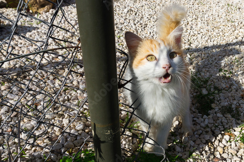 Hungry homeless cat asking for the food, cuttest kitty photo