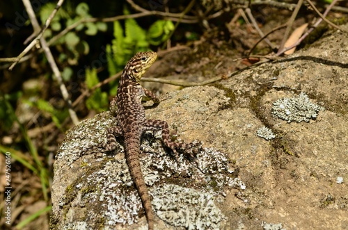 Small lizard in the Inca ruins of Machu Picchu, Peru