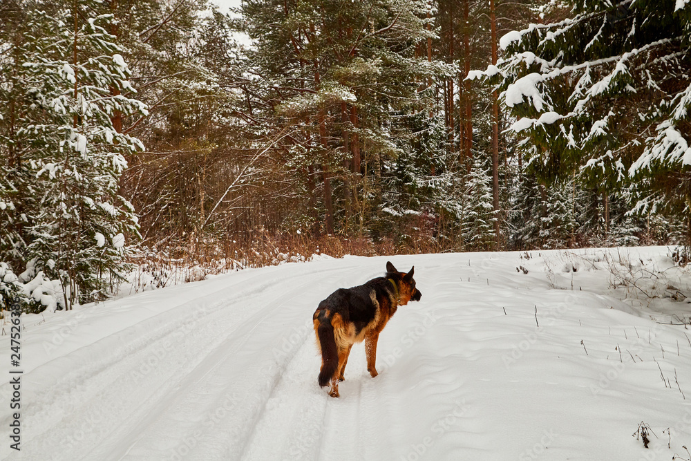 Snow covered trees in a winter forest, road between them and dog german shepherd on it Snow covered trees in a winter forest, road between them and dog german shepherd on it